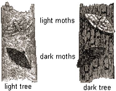 peppered moth simulation.